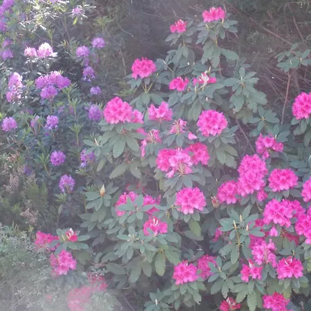 Le Camelie Del Bosco Oda ve Kahvaltı