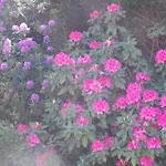 Le Camelie Del Bosco Bed & Breakfast