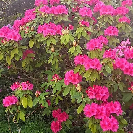 Le Camelie Del Bosco Bed & Breakfast