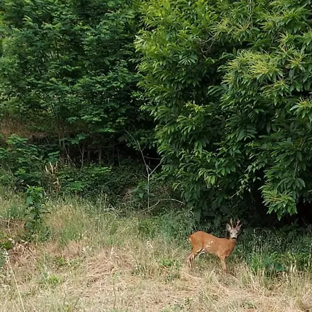 فندق مبيت وإفطار Le Camelie Del Bosco 3*