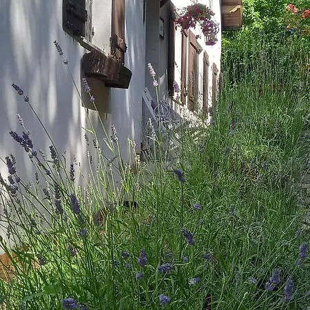 Bed and Breakfast Le Camelie Del Bosco 3*