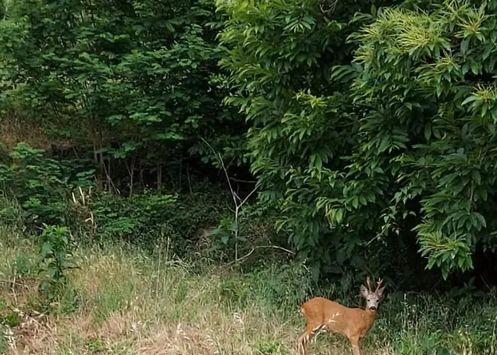 Bed and breakfast Le Camelie Del Bosco 3*