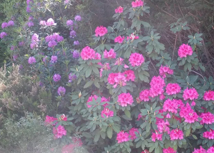 Le Camelie Del Bosco Bed and breakfast