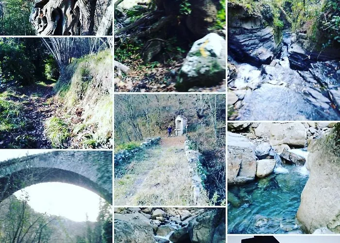 Le Camelie Del Bosco